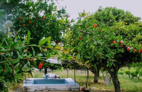 Linhal das Meias - São José das Matas - Foto 36