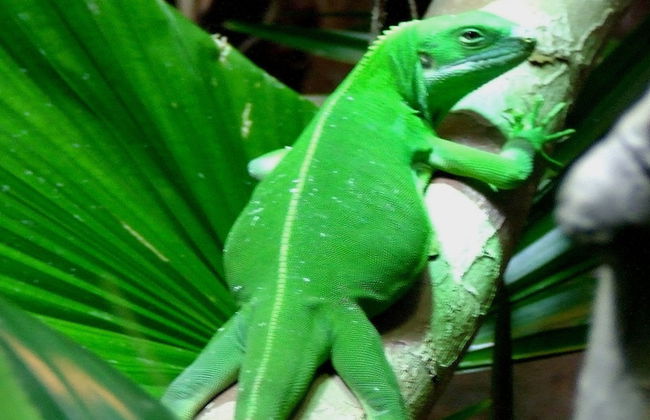 Vanuatu Beachfront Apartments - Photo 46