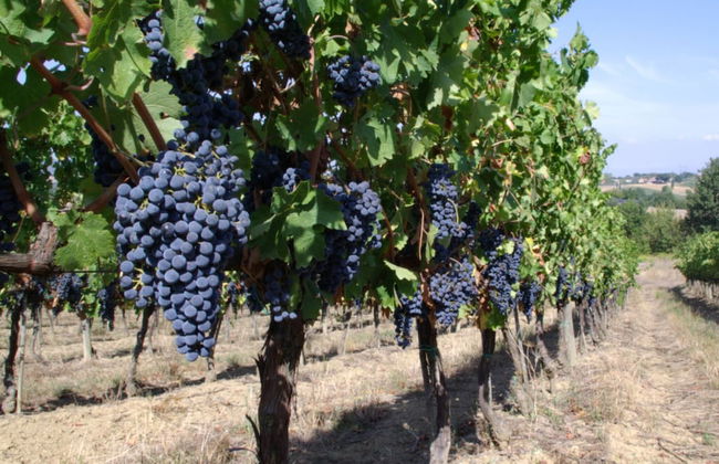 Fattoria Santa Vittoria Apartment "lepre" - Foto 20