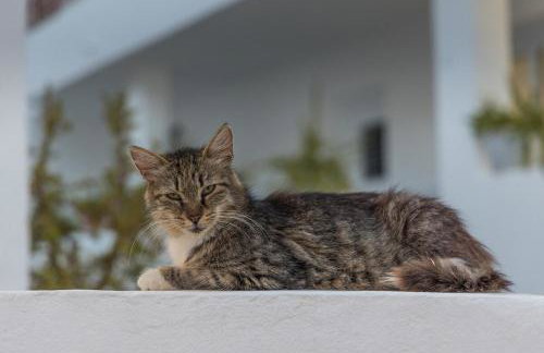 Renalda House in the Port of Adamas - Foto 11