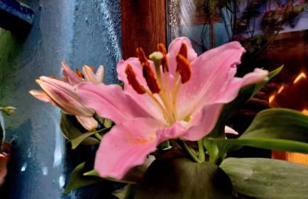 El patio azul Bohemio Mágico - Foto 51