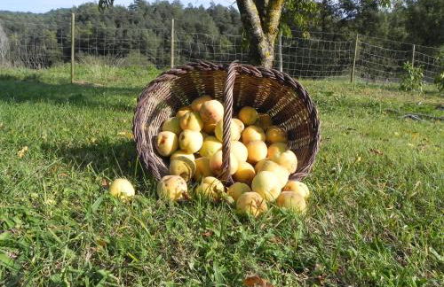 Cal Teulats - Masoveria - Foto 34