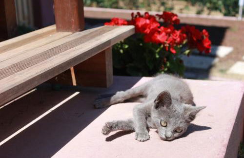 Quinta da Pavoa - Cottage House - Photo 11