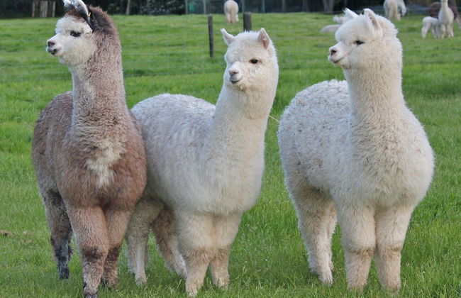 Silverstream Alpaca Farmstay and Tour - Foto 20