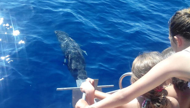 Contemplando la fauna del Atlántico