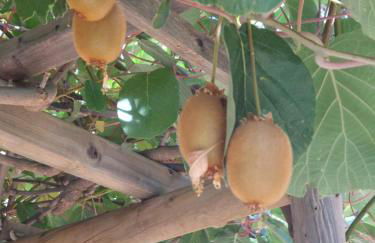 Cortijos Rey Fini - Foto 40