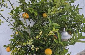 Casa Elisabeth - Foto 43