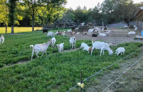Unique Creekside Escape - Enjoy On-Site Goats! - Foto 30
