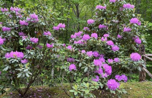 The Scratching Post - Foto 11