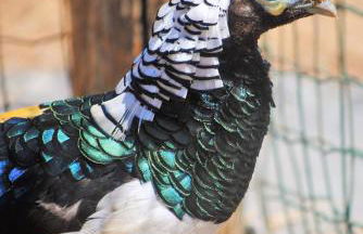 Monte Sossego by Estilo Lusitano, com piscina privada - Foto 61