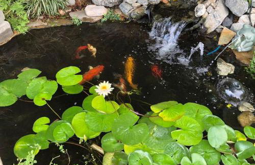 Mineral Saltwater Solar heated Pool & Spa Oasis with mountain views and Koi pond - Foto 26