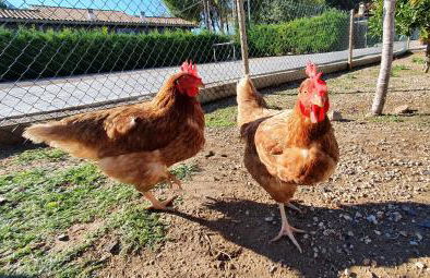 Villa Rufol - Foto 27