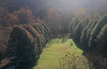 Serenity Views Retreat - Close to City and Parkway! - Foto 52