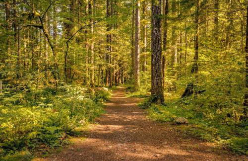 Tamanawas Cabin - Foto 18