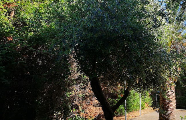 All'ombra del palmeto - Foto 59