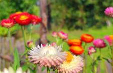 Żurawisko - Domki wśród natury - Foto 66