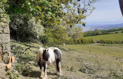 Henblas Holiday Cottages - Photo 24
