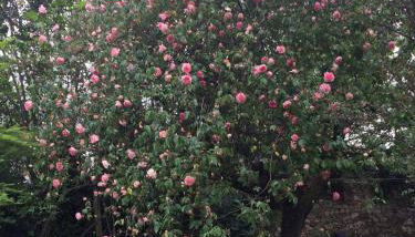 La tuilerie - Photo 2