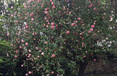 La tuilerie - Photo 2