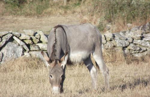 Casa do Lagar - Mido - Casa rural - Photo 17