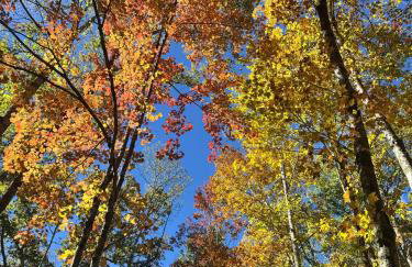The Lily Pad Cabin, 19 Private Acres, Fire Pit - Foto 29
