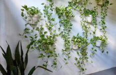 Apartamento completo em Tangará - Foto 23