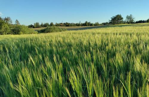 Widny Jaś zaprasza z psem nad jezioro na Kaszubach - Foto 44