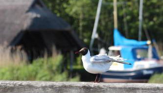 Ferienwohnung Bernsteinzauber städtische Bestlage - Foto 3