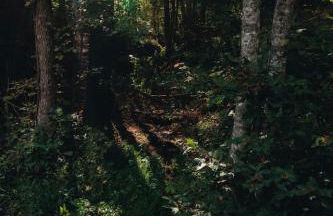 8 Min to Zip Lines Unique Stay King Bed - Foto 75