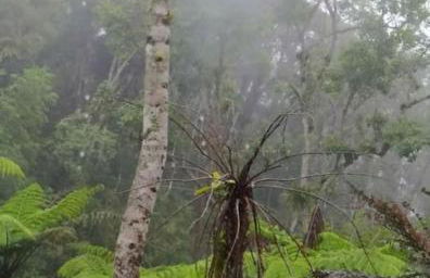 Cabana aconchegante na natureza - Foto 14