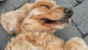 Ferienhaus Schilz II - Urlaub auf dem Bauernhof - Foto 3