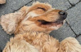 Ferienhaus Schilz II - Urlaub auf dem Bauernhof - Foto 3