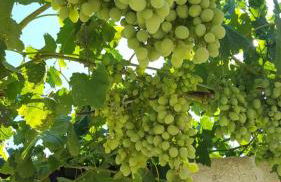 B&B Villa Anastasia Club - Foto 30