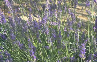 Chalet Bosco Magico Roccolo - Foto 13