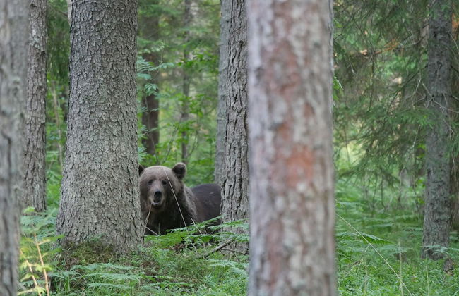 Bear Watching and Photography Hide - Foto 7