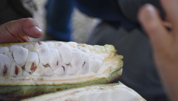 Fruit du cacao