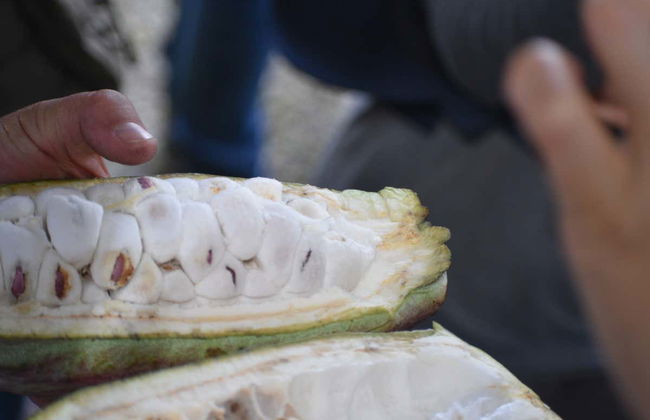 Excursión a Marsella - Foto 4