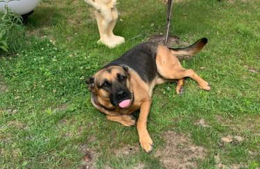 Pension Scheffler - Foto 32