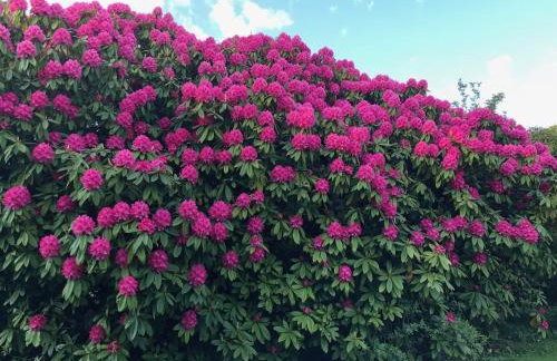 Woodside House - Foto 44