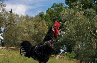 Agriturismo L'Accolta - Foto 14