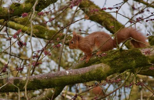 Elm Tree Cottage - Foto 12