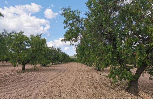 Casa Aurora, mi aldea ,entre viñas y almendros - Foto 16