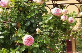 Villa Costanza Appartamento con balcone e vista giardino - Foto 11