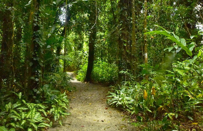 Misty Mountains Rainforest Retreat - Foto 16