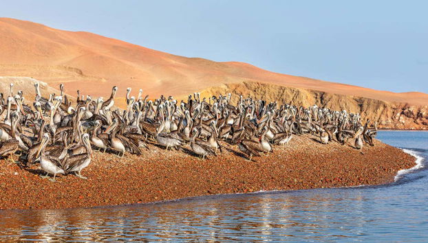 Excursión a las islas Ballestas y la Reserva Nacional de Paracas - Foto 5