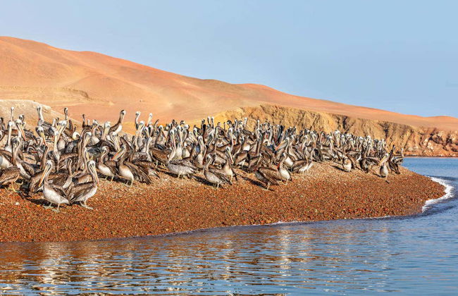 Excursión a Ica y Huacachina + Islas Ballestas - Foto 6