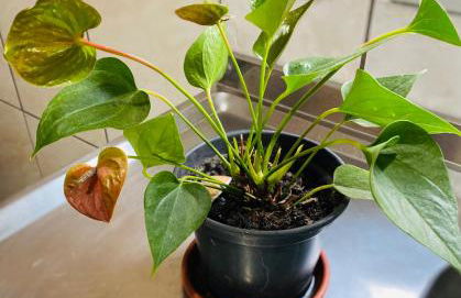 Casa Privativa com Varanda Gourmet e Churrasqueira- Pet Friendly- Wi-Fi e Garagem - Photo 46