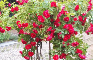 Zimmer und Apartment Rosi - Foto 19