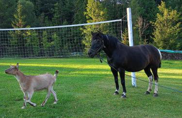Agroturystyka u Chlebków - Photo 11