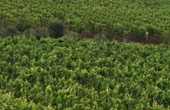 Progress Country & Wine House - Photo 125